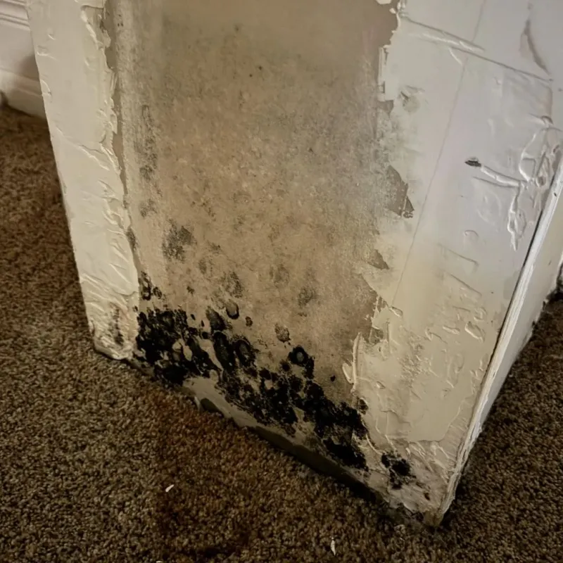 Professional Mold Removal in Bassett, VA